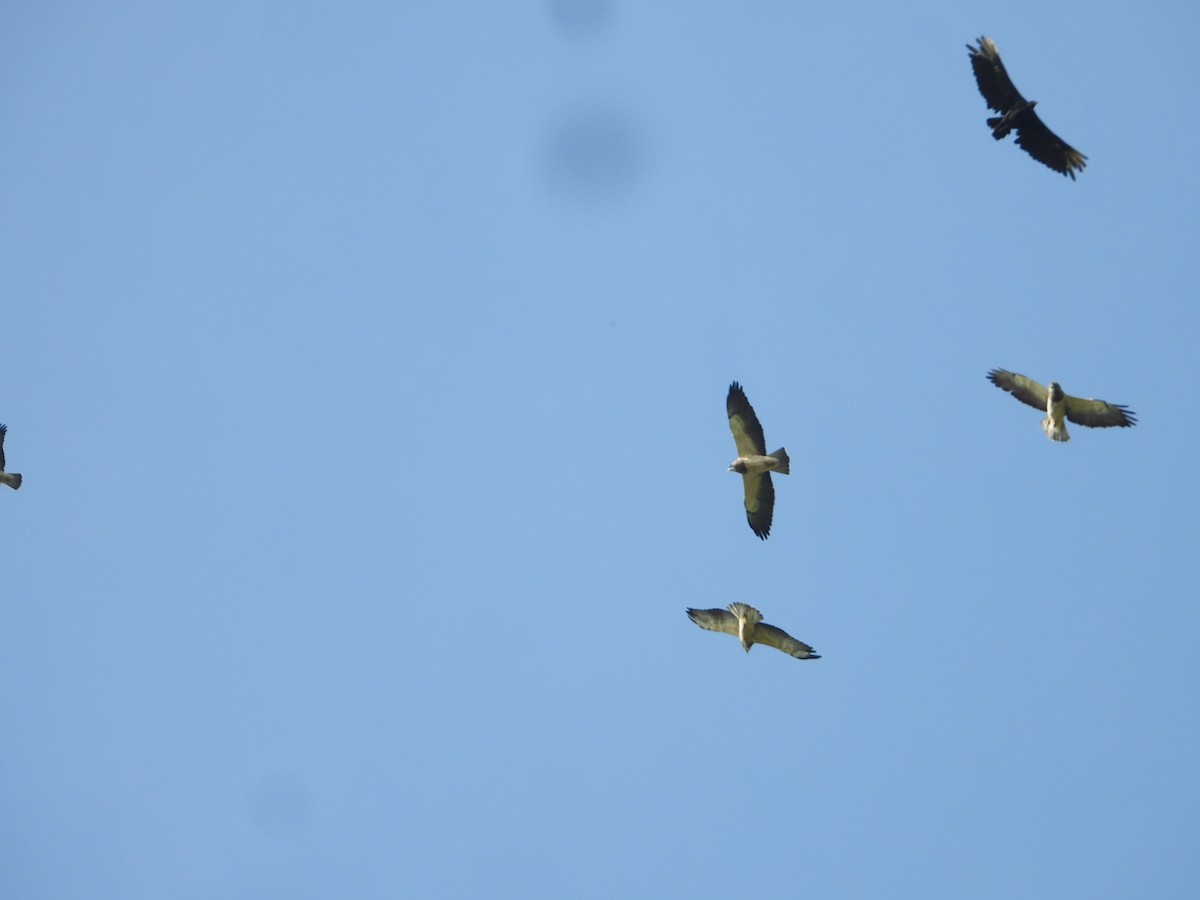Broad-winged Hawk - ML626204202