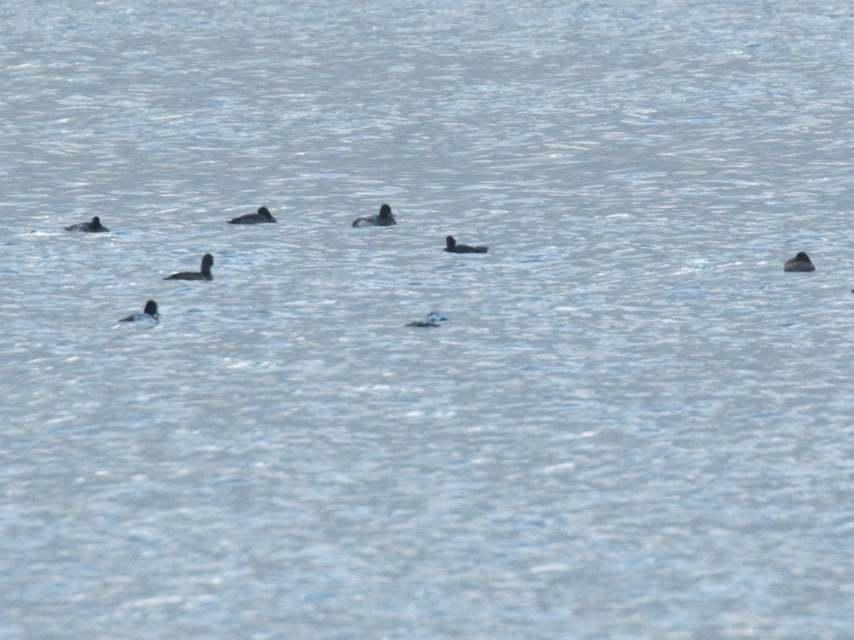 Long-tailed Duck - ML626204214