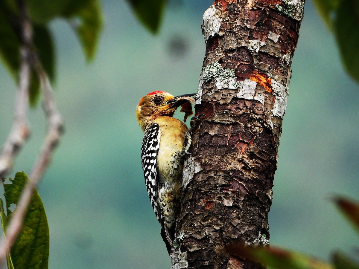 Red-crowned Woodpecker - ML626204247