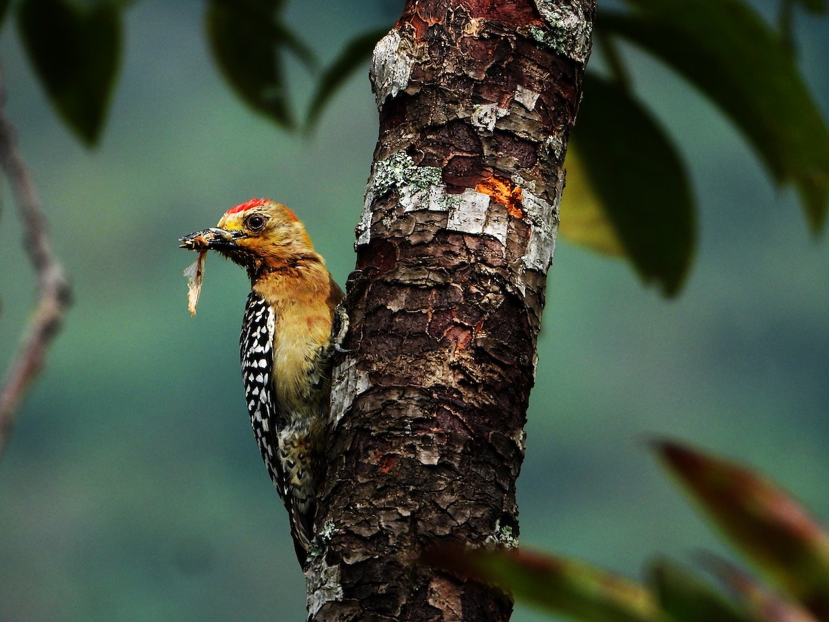 Red-crowned Woodpecker - ML626204254