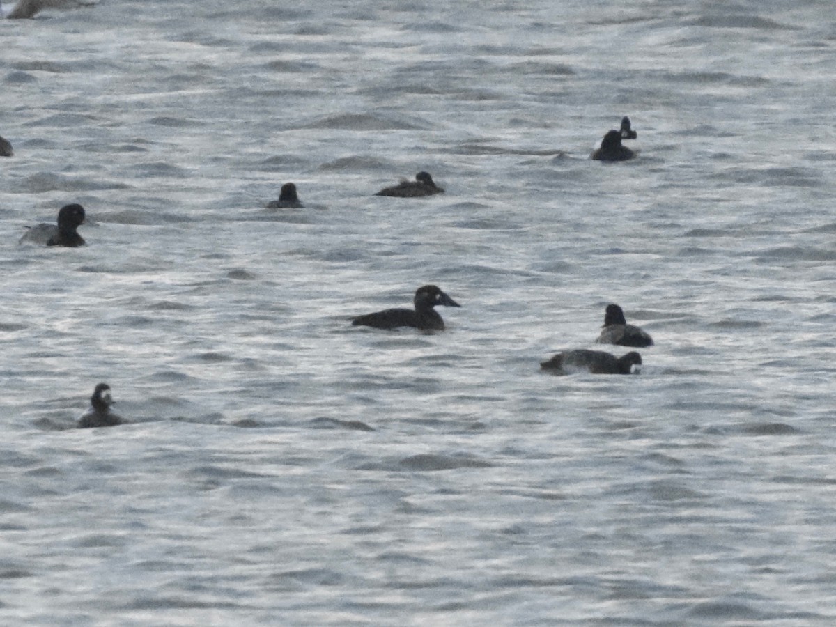 Surf Scoter - ML626204353