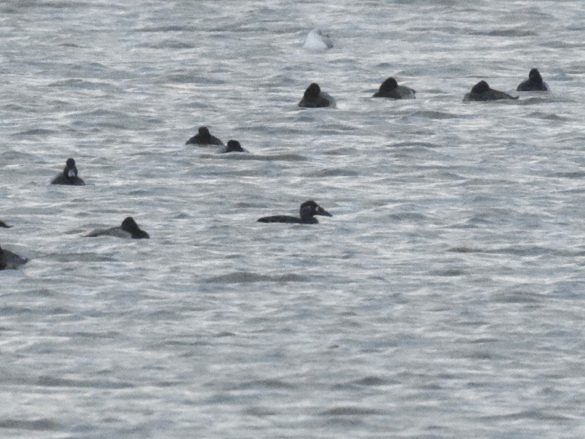 Surf Scoter - ML626204354