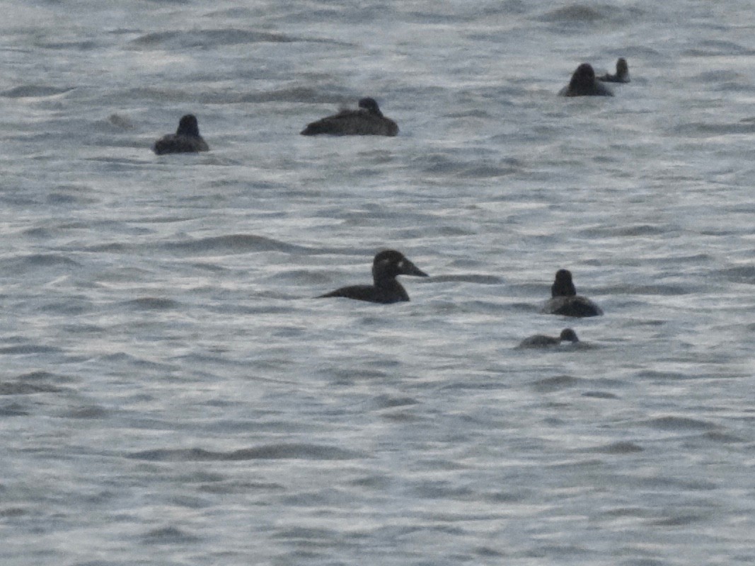 Surf Scoter - ML626204358