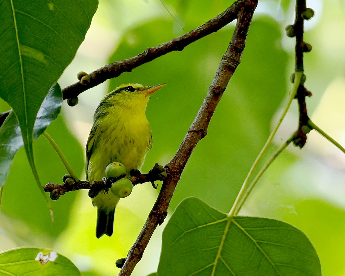 Sulphur-breasted Warbler - ML626204369