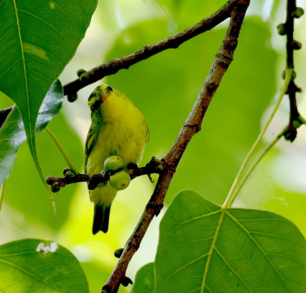 Sulphur-breasted Warbler - ML626204392