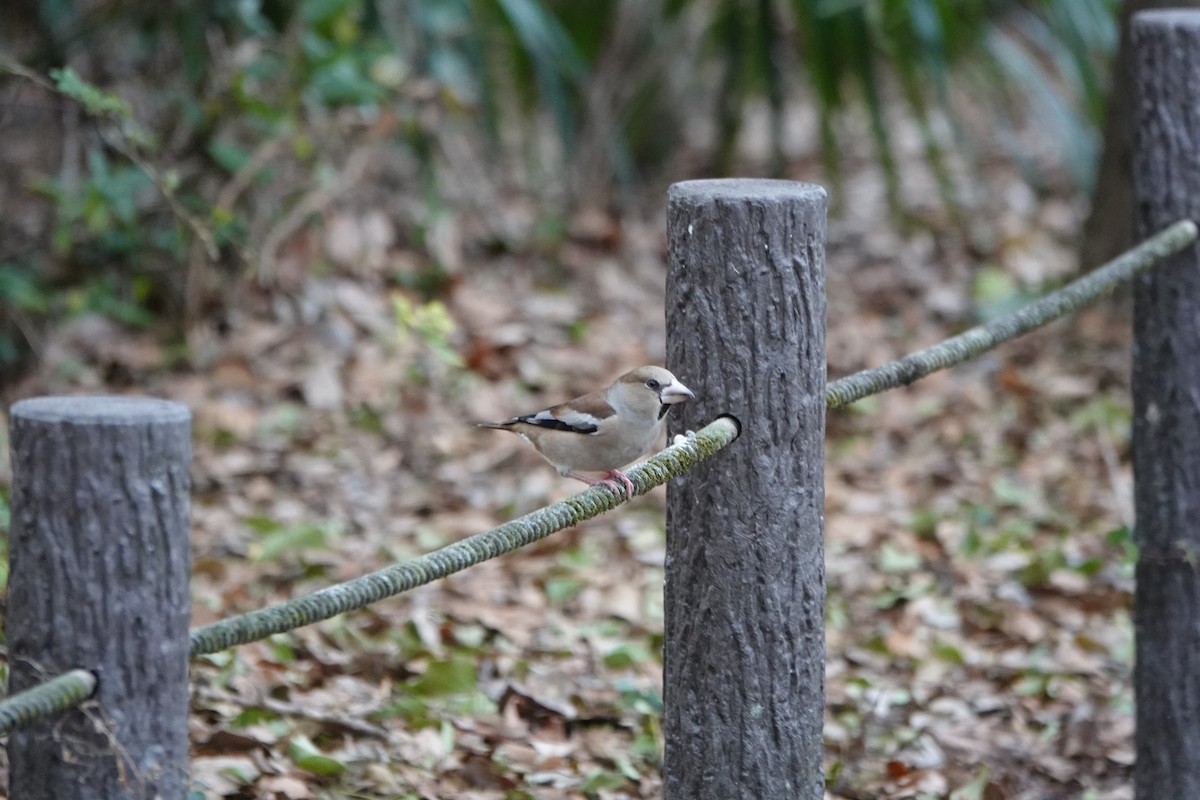Банхар булжуухай - ML626204523