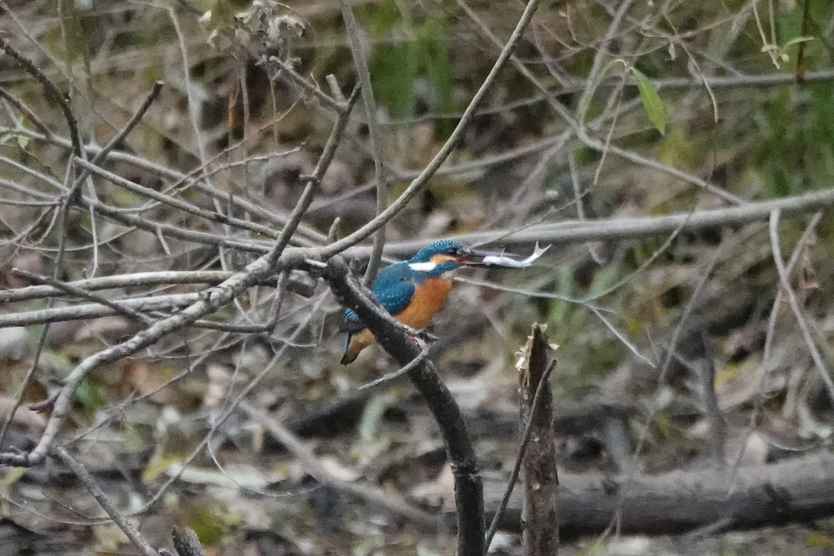 Номин шогшир - ML626204527