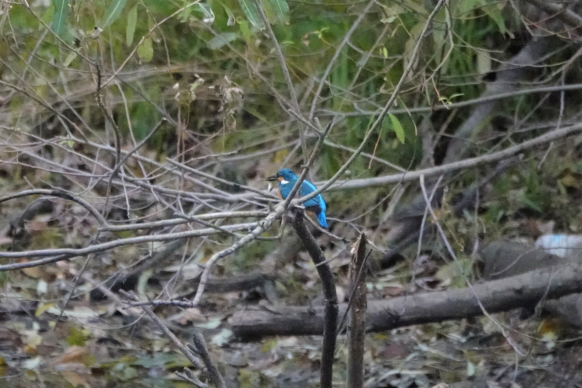 Номин шогшир - ML626204529