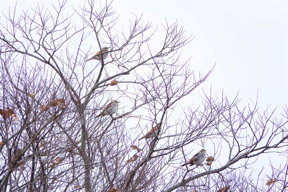 Хүрэн хөөндэй - ML626204538