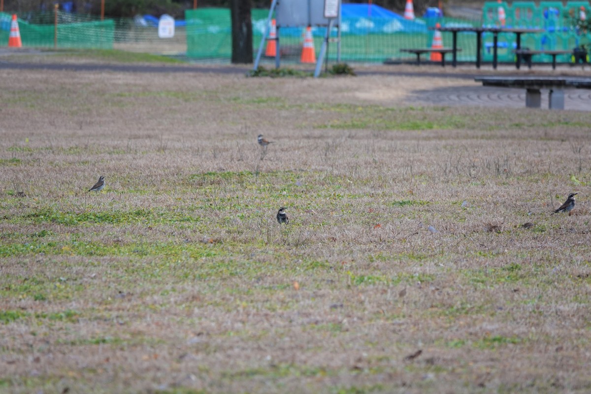 Хүрэн хөөндэй - ML626204541