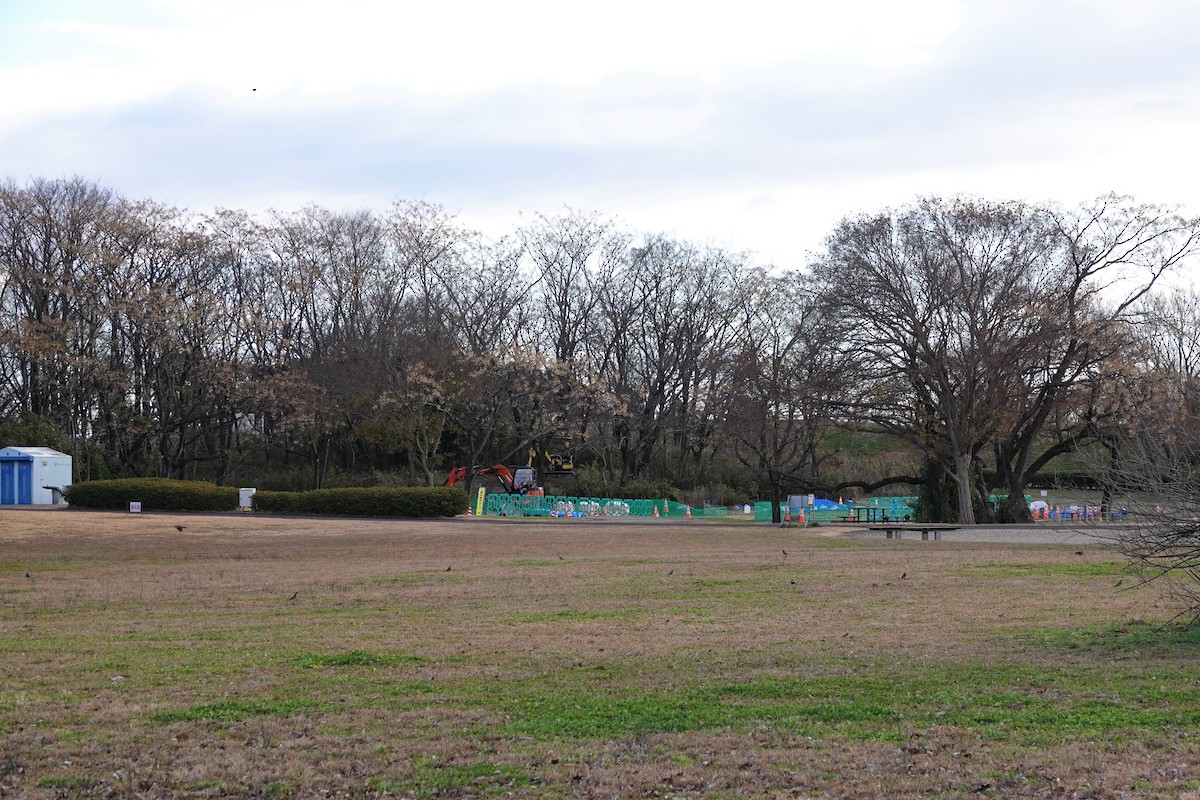 Хүрэн хөөндэй - ML626204542