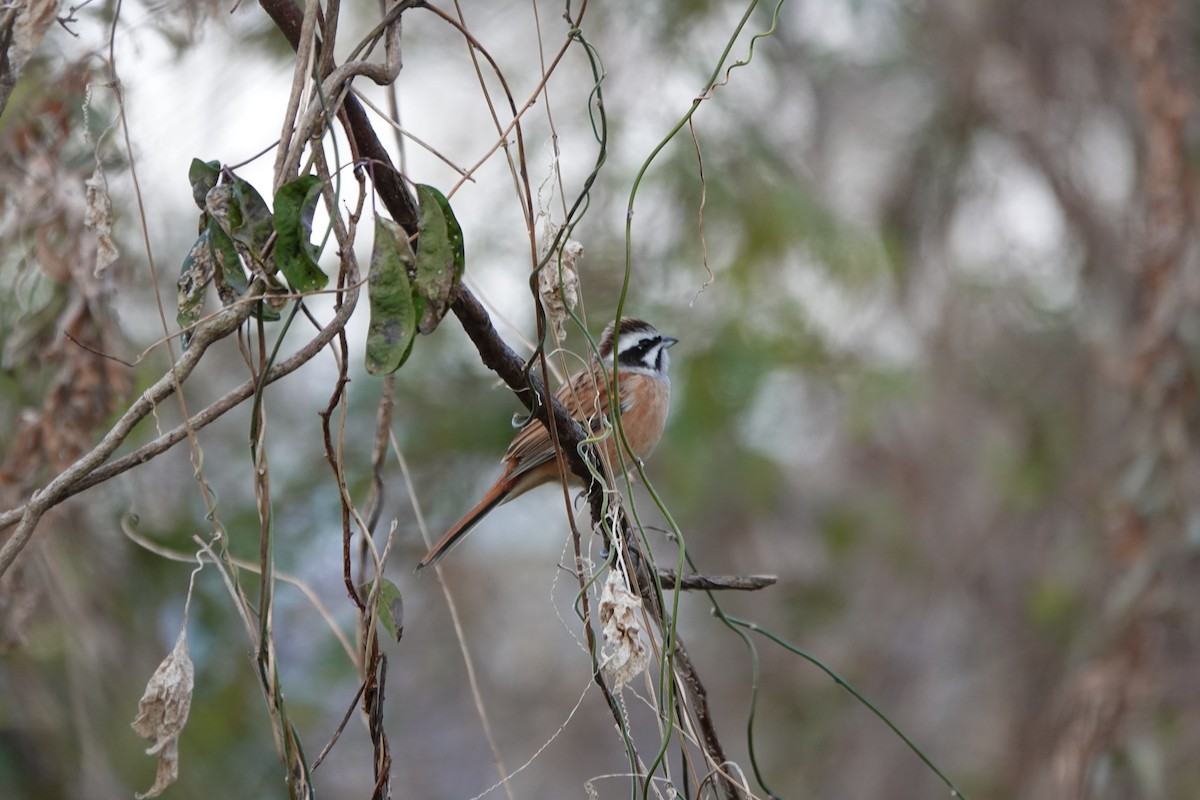 Хүрэн чихт хөмрөг - ML626204551