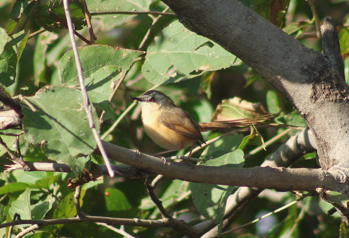 Prinia Cenicienta - ML626204577