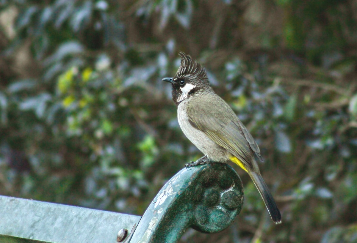 Bulbul Cariblanco - ML626204578