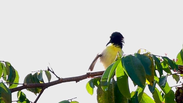 Purple-rumped Sunbird - ML626204618