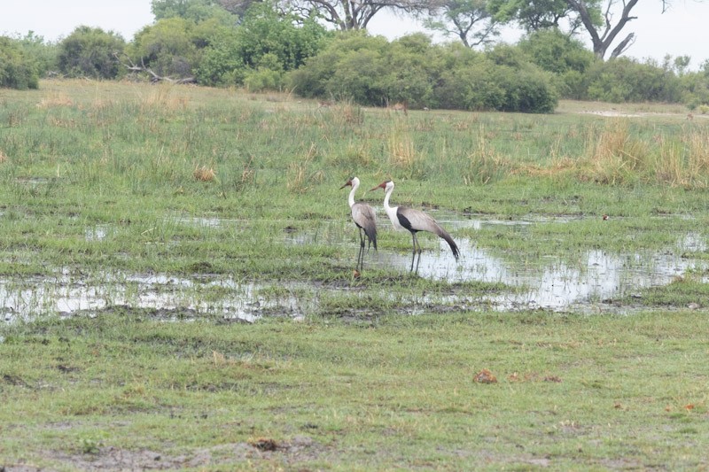 Wattled Crane - ML626204693