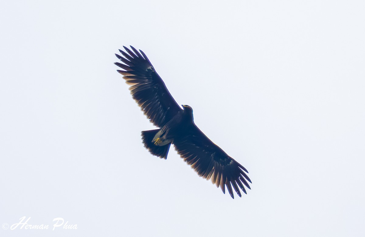 Greater Spotted Eagle - ML626204750