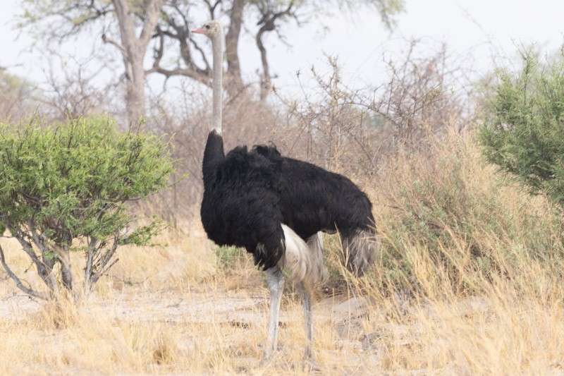 Common Ostrich - ML626204805