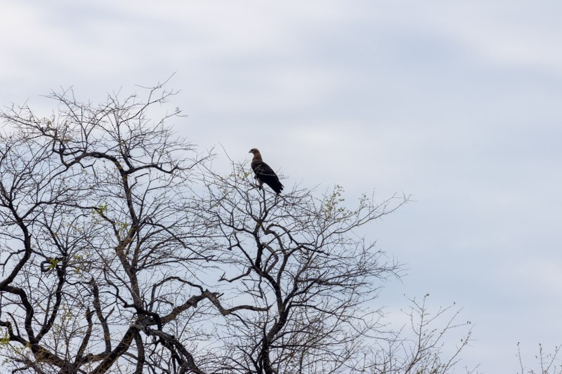 Tawny Eagle - ML626204838