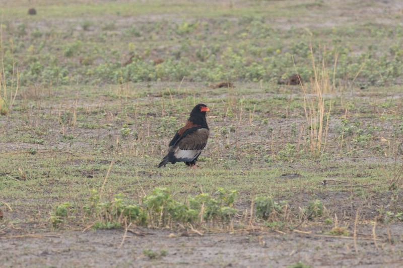 Bateleur - ML626204869
