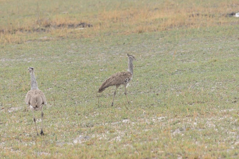 Kori Bustard - ML626204903