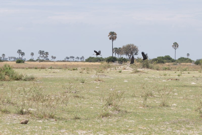 African Woolly-necked Stork - ML626204922