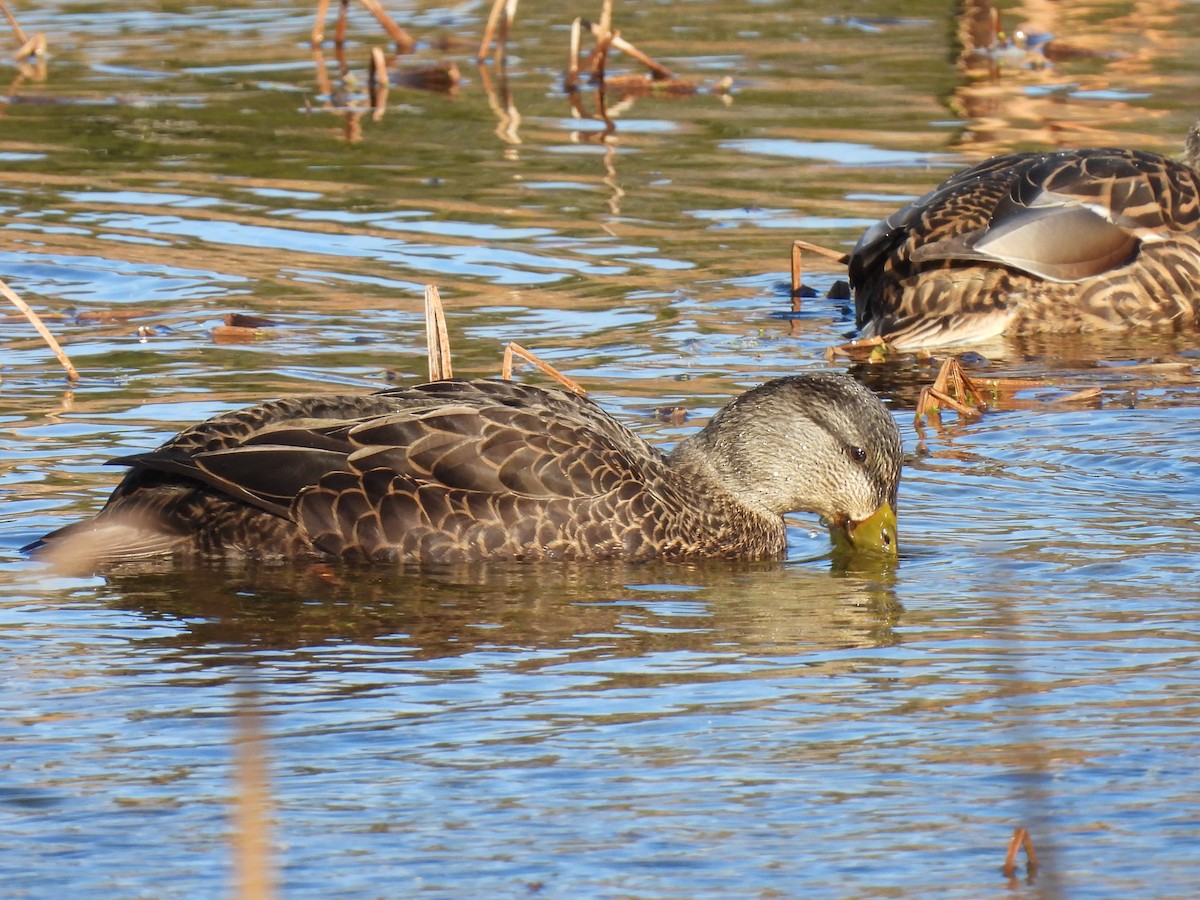 American Black Duck - ML626204957