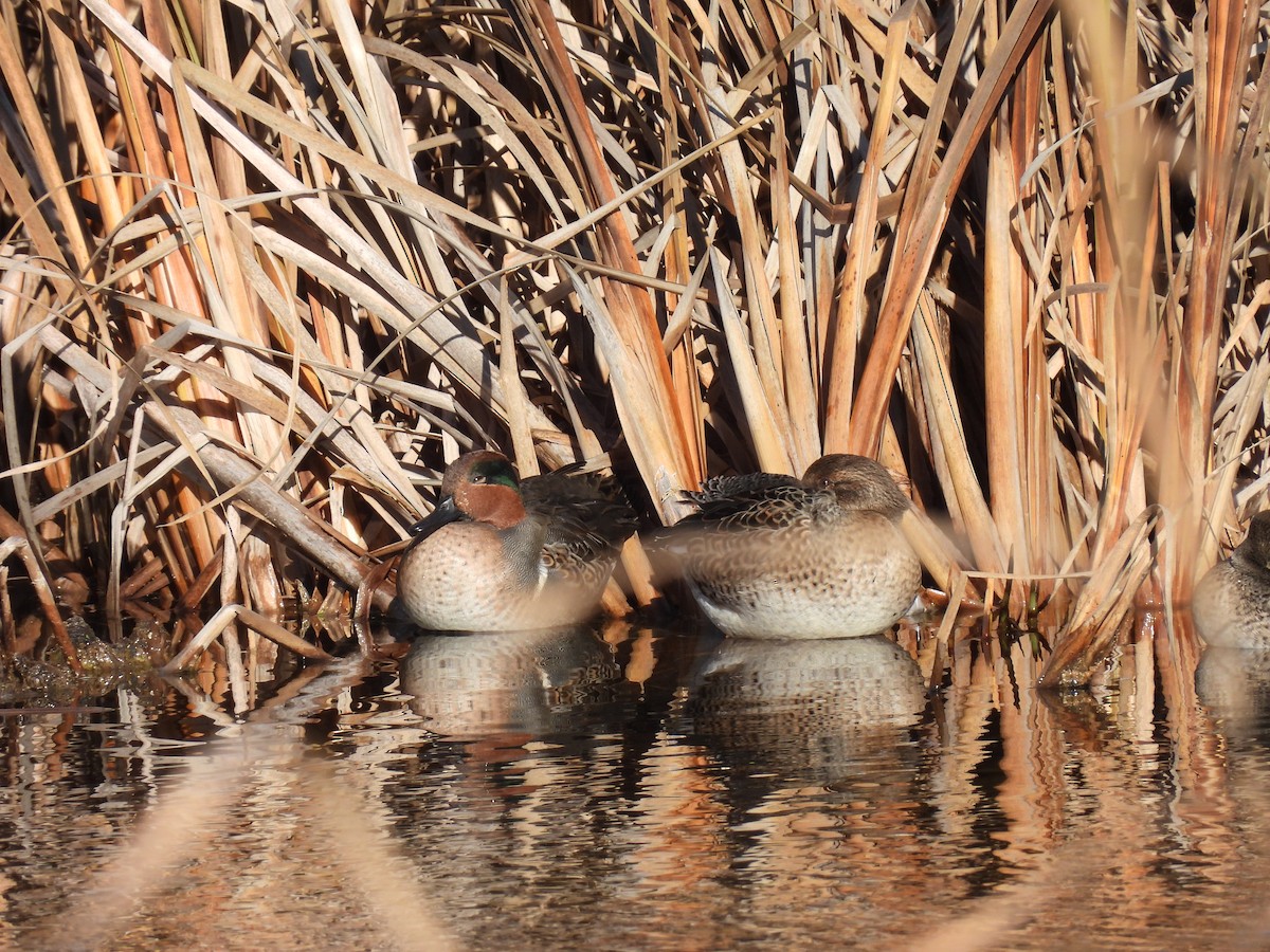 Green-winged Teal - ML626204966