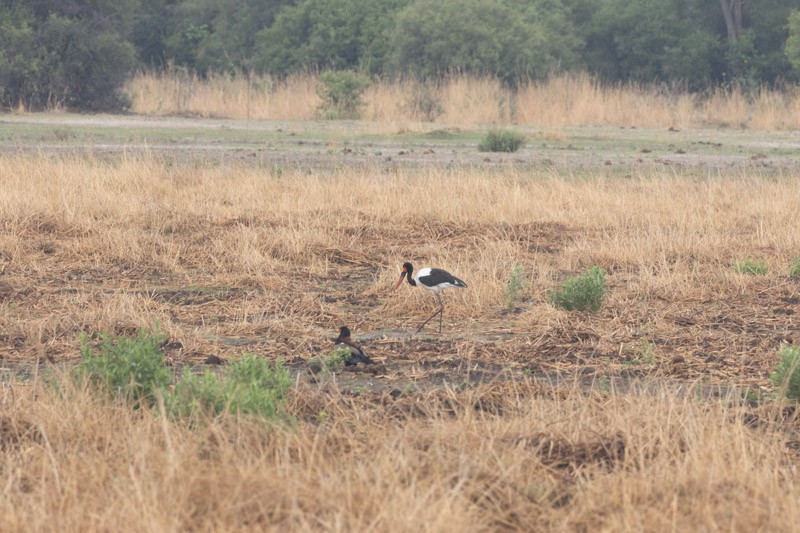 Saddle-billed Stork - ML626204967