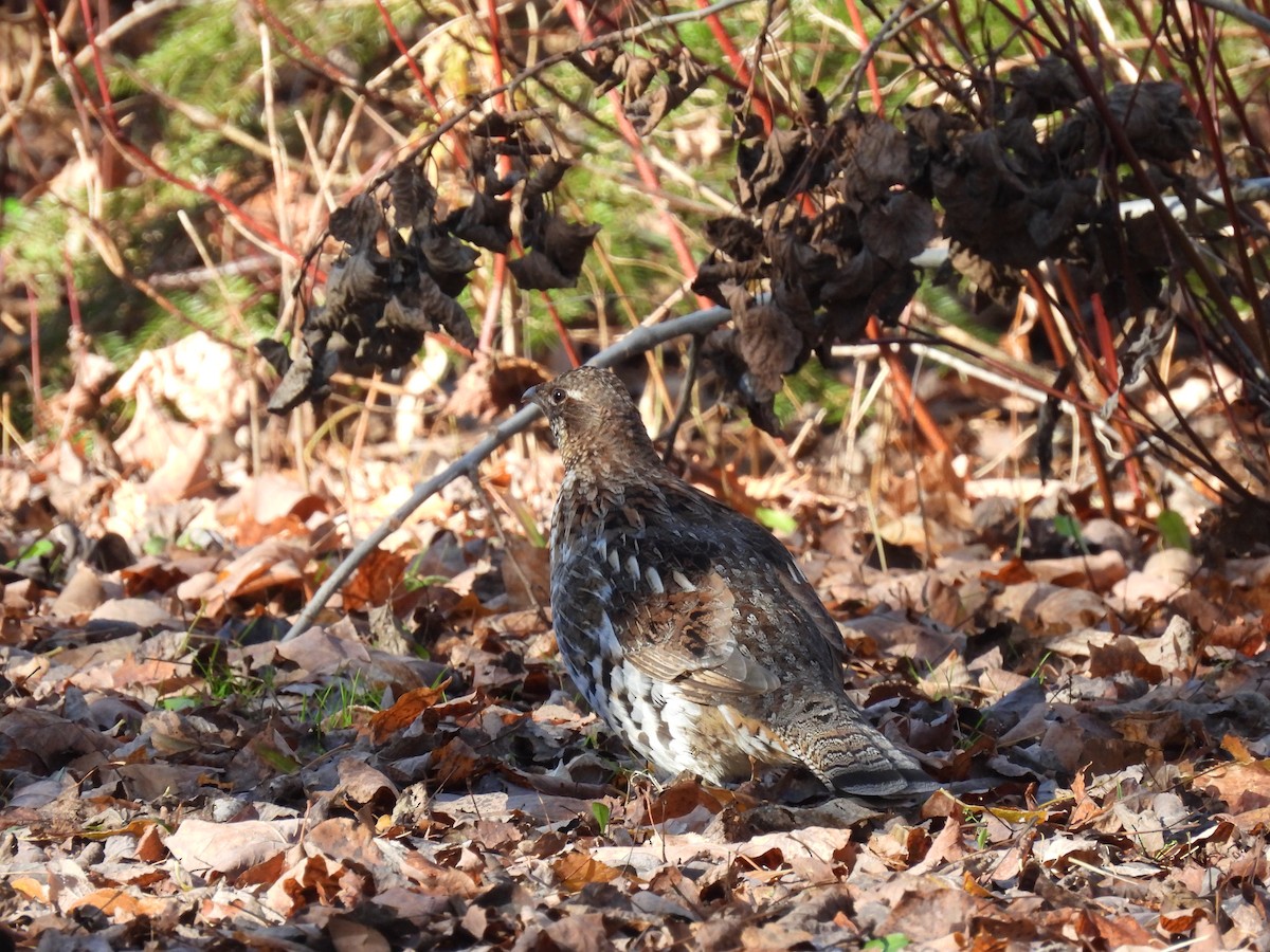 Ruffed Grouse - ML626204968