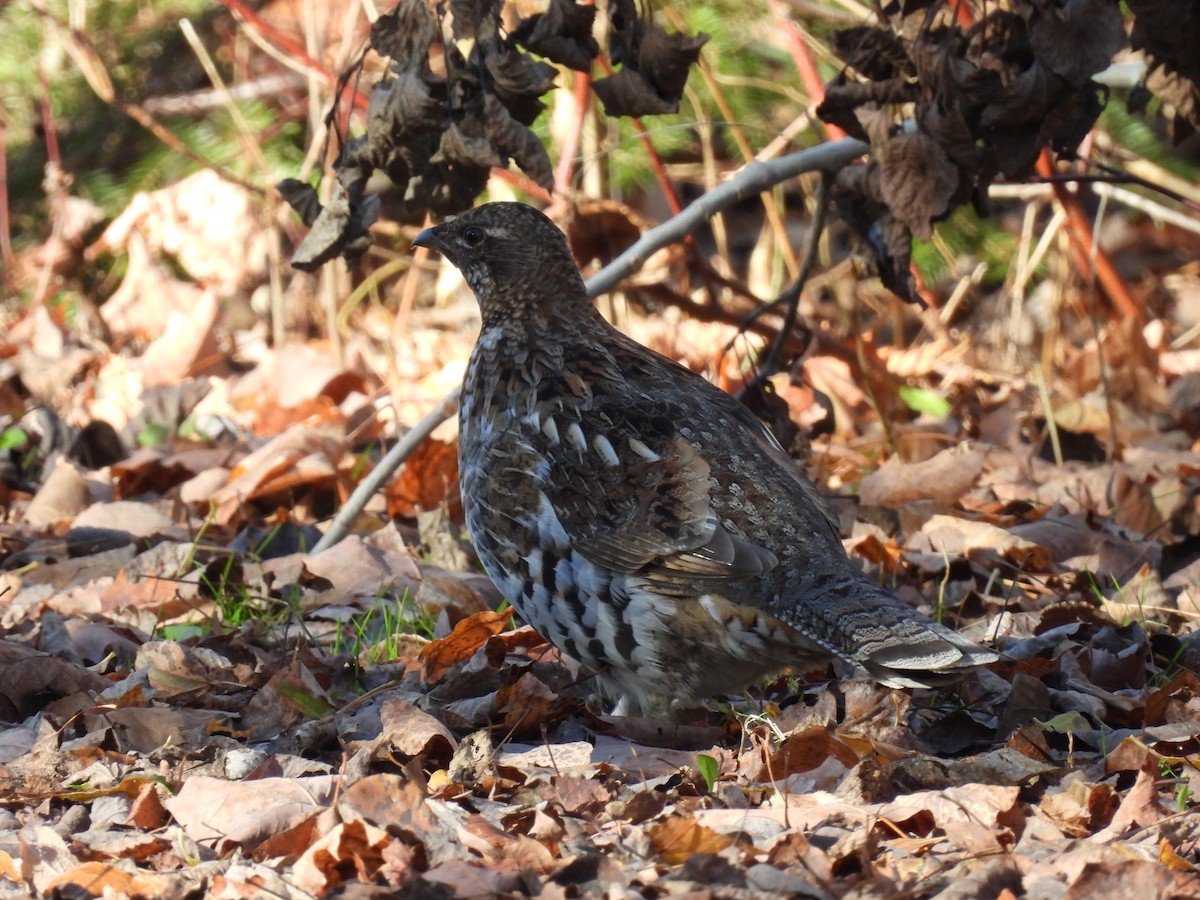 Ruffed Grouse - ML626204969