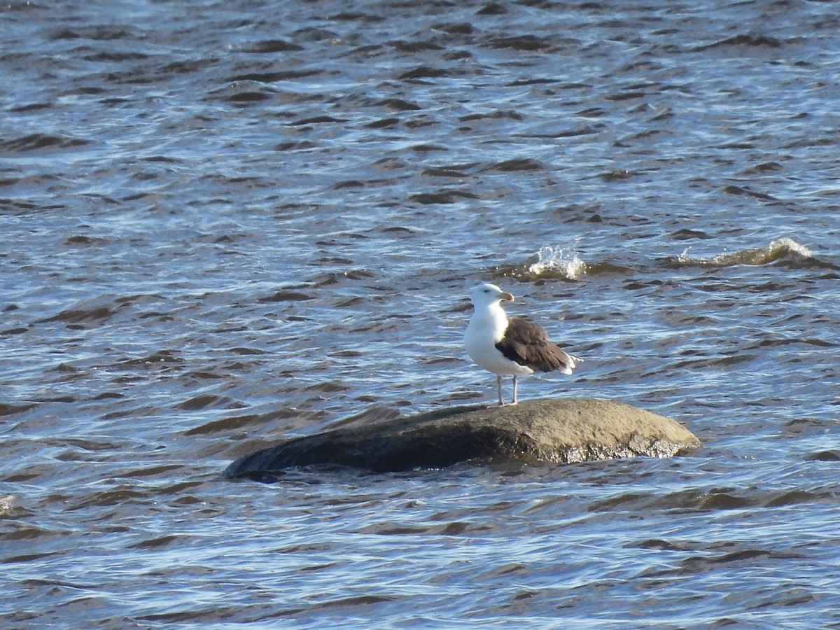 Great Black-backed Gull - ML626204974