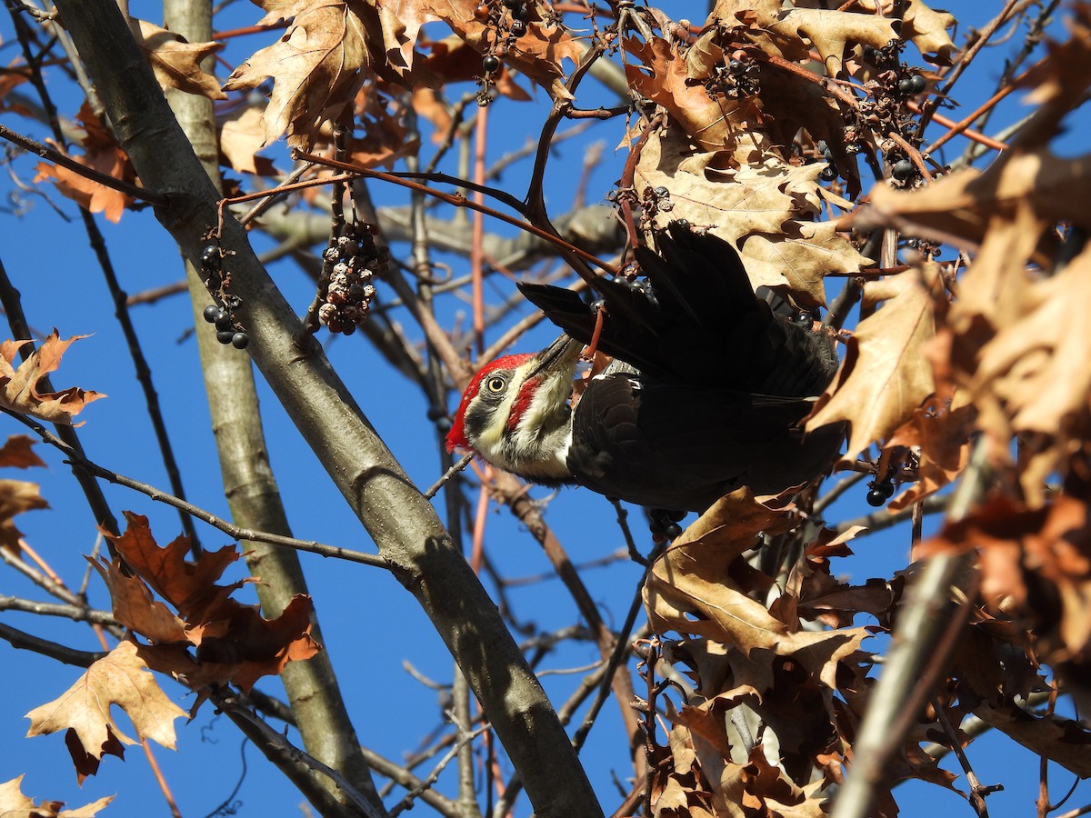 Pileated Woodpecker - ML626204979