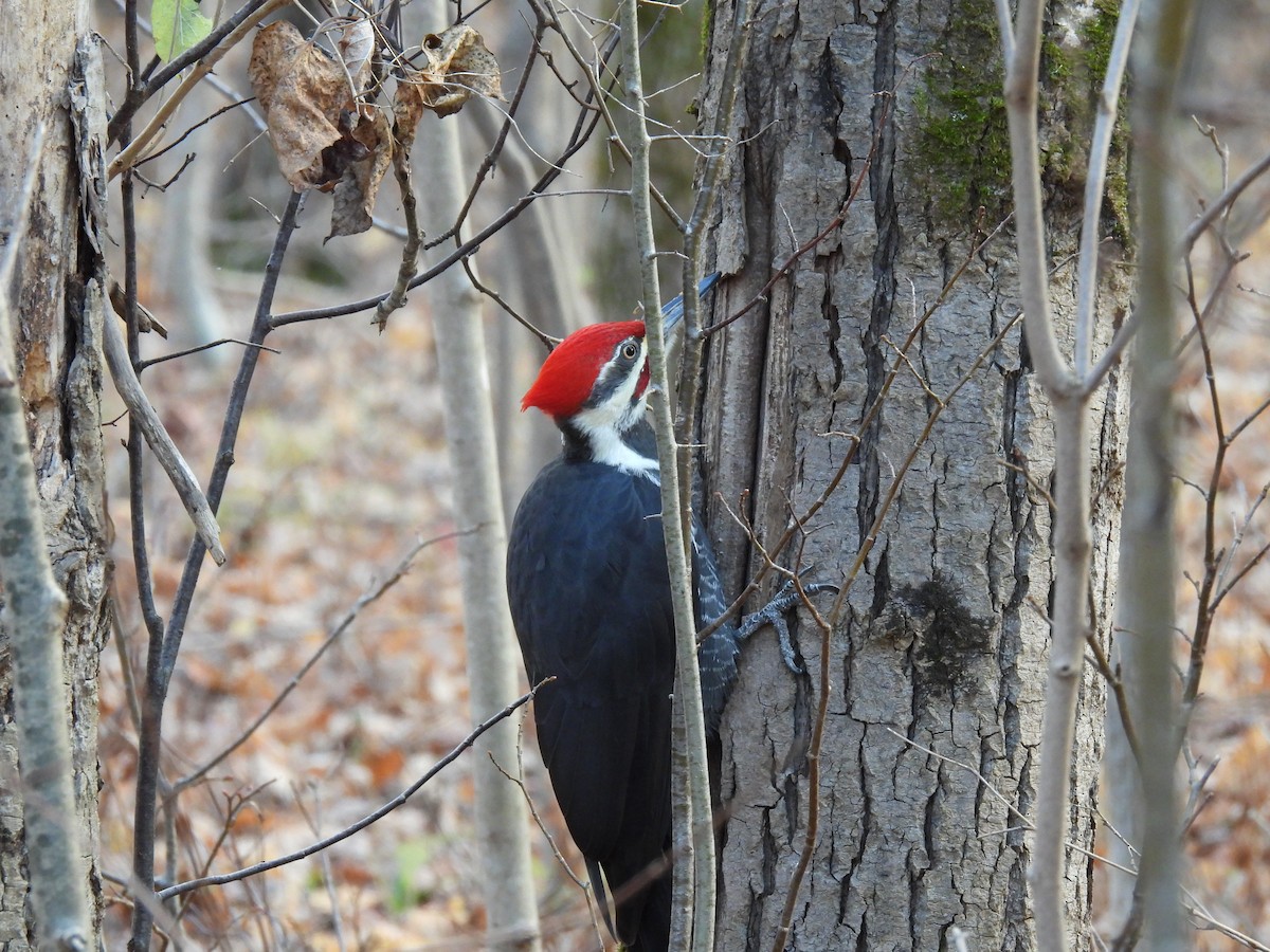 Pileated Woodpecker - ML626204980