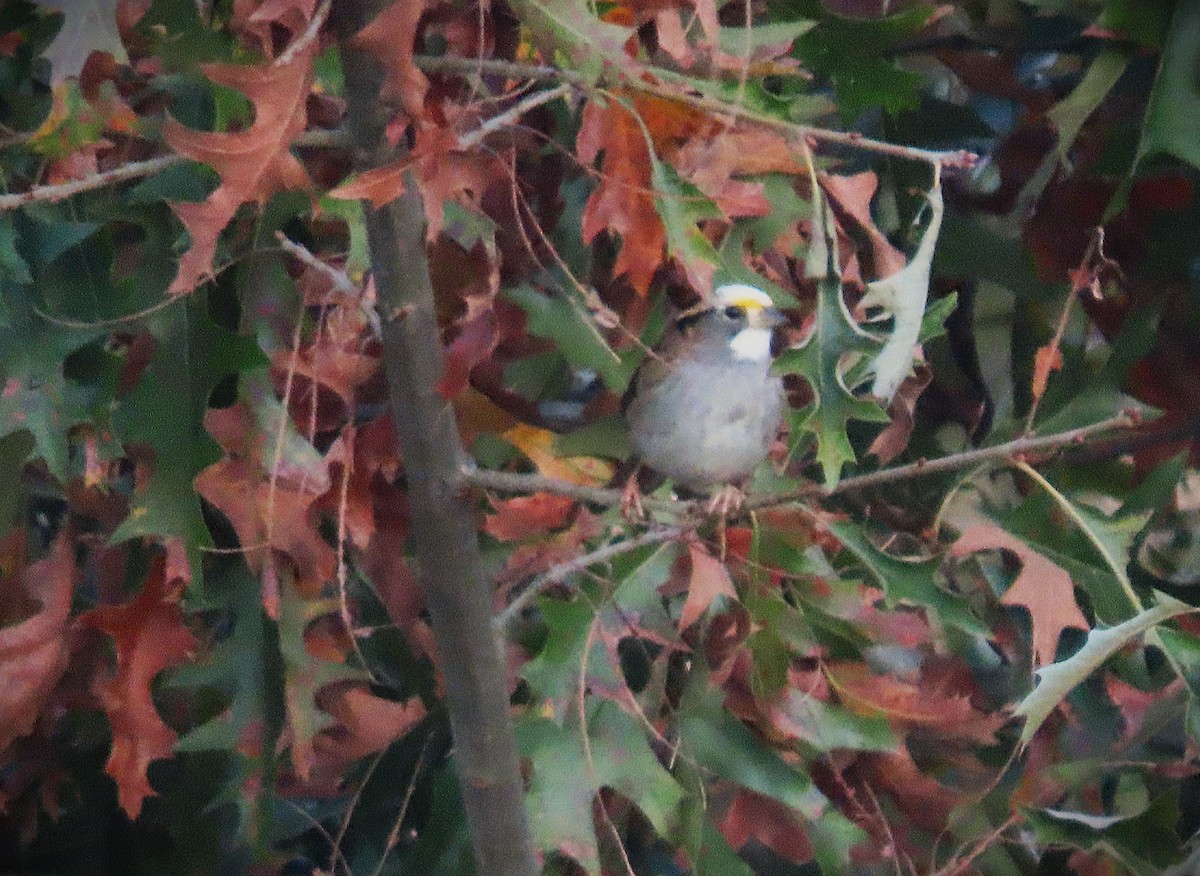 White-throated Sparrow - ML626205039