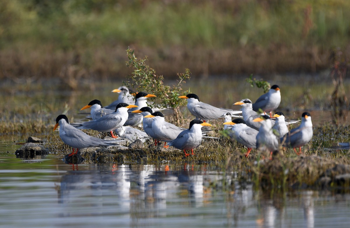 River Tern - ML626205072