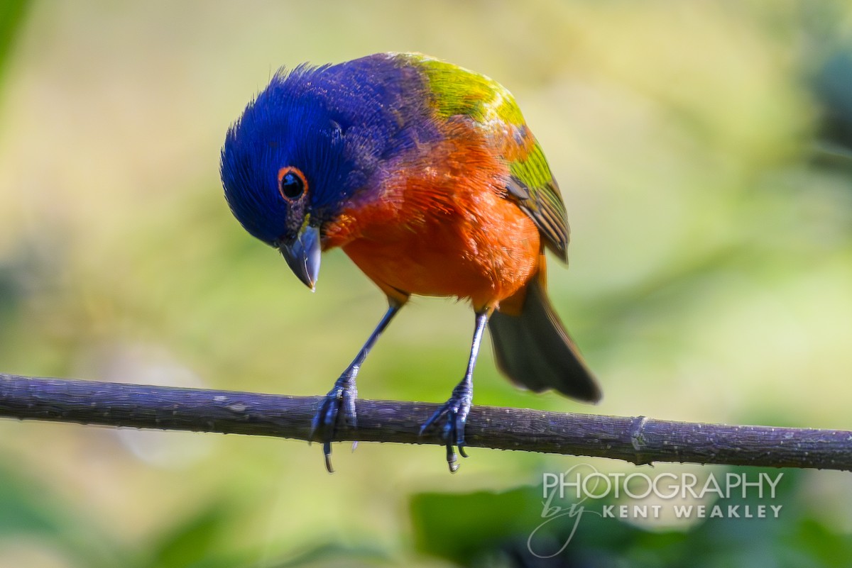 Painted Bunting - ML626205319