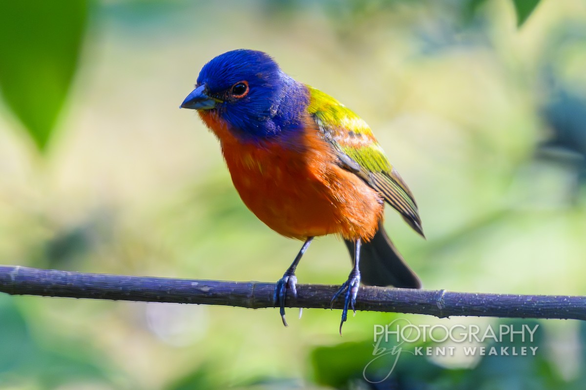 Painted Bunting - ML626205320