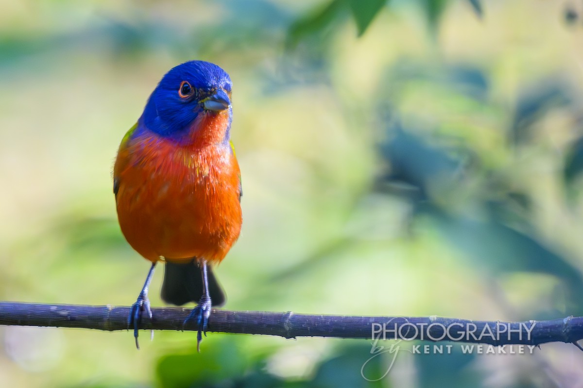 Painted Bunting - ML626205321