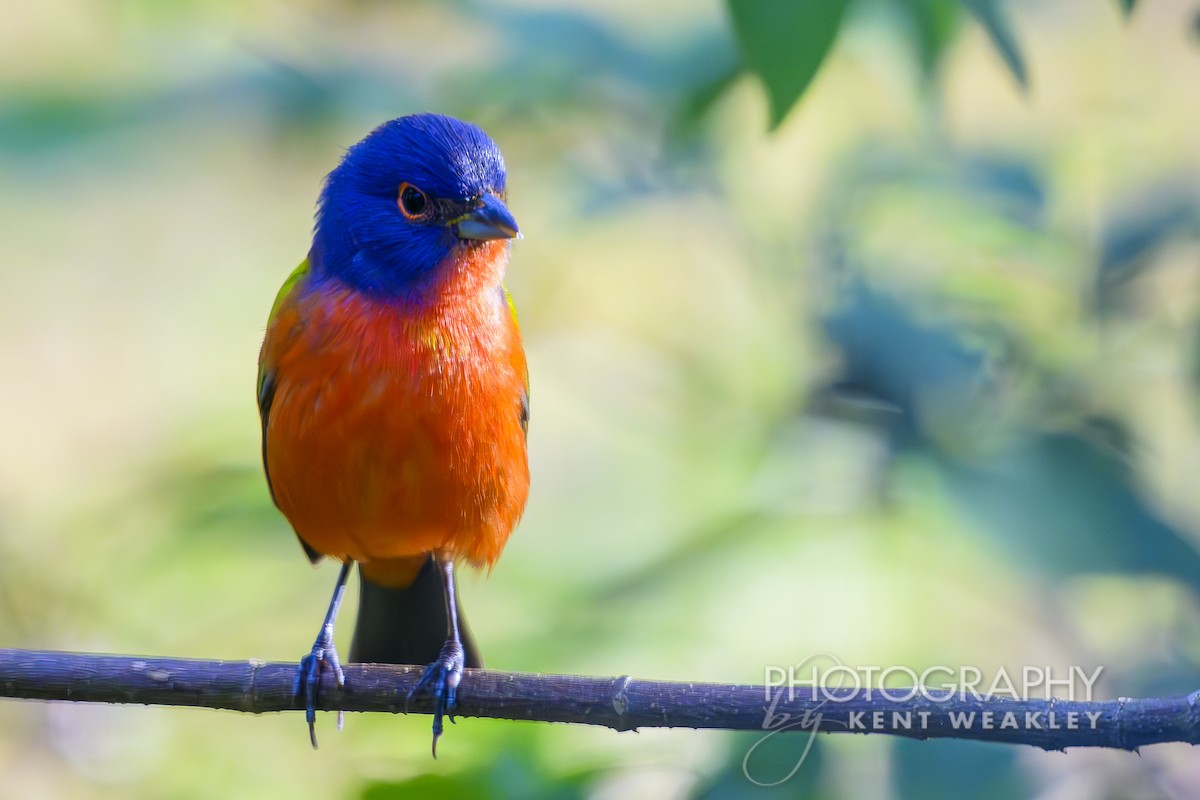 Painted Bunting - ML626205322