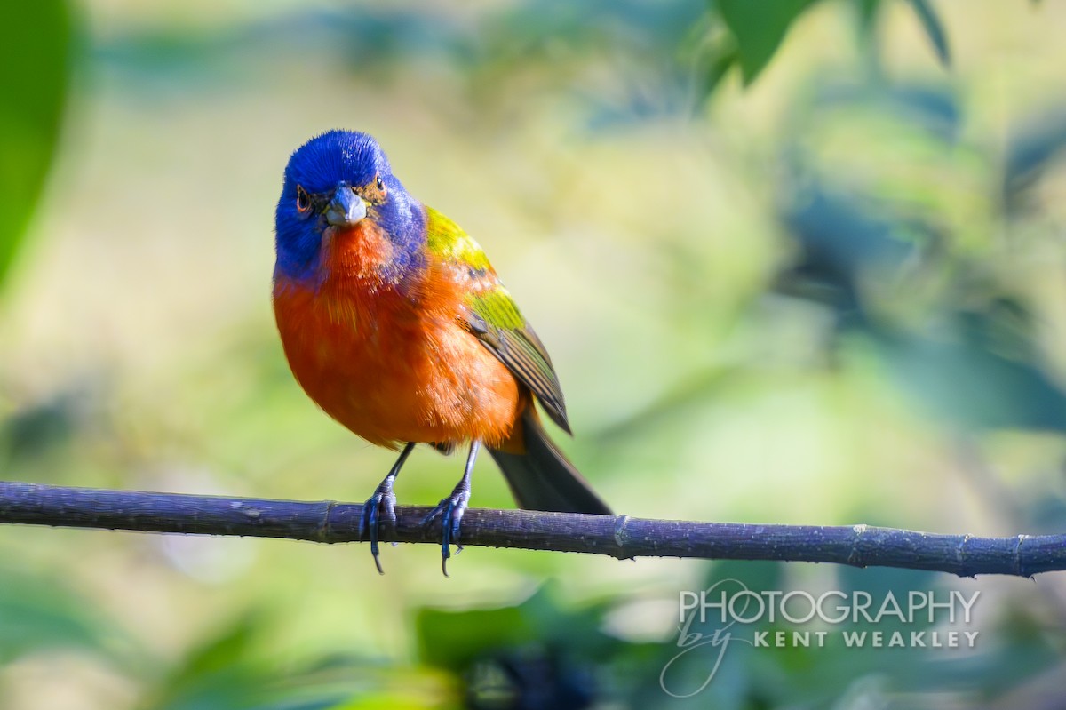 Painted Bunting - ML626205323