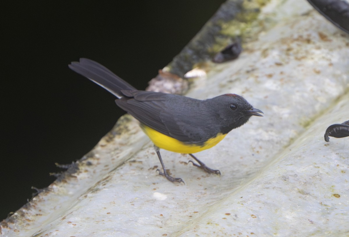 Slate-throated Redstart - ML626205378