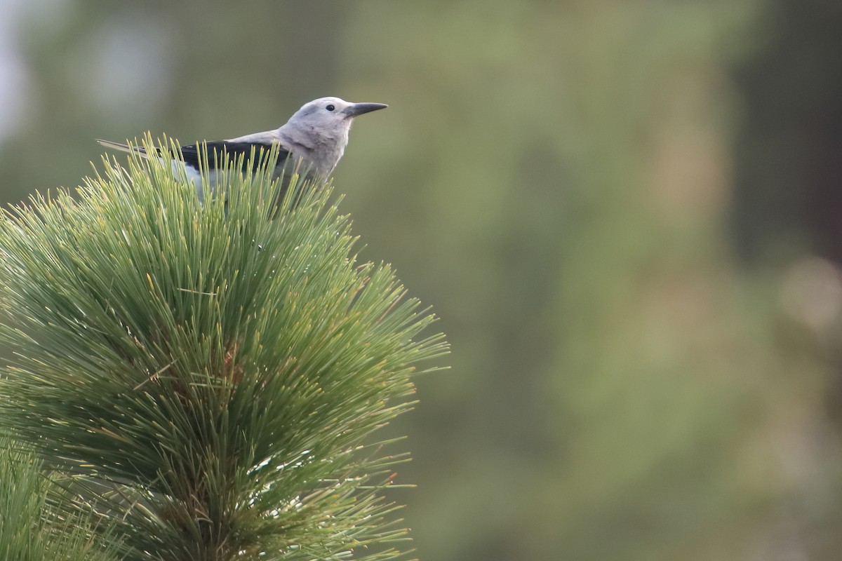 Clark's Nutcracker - ML626205599