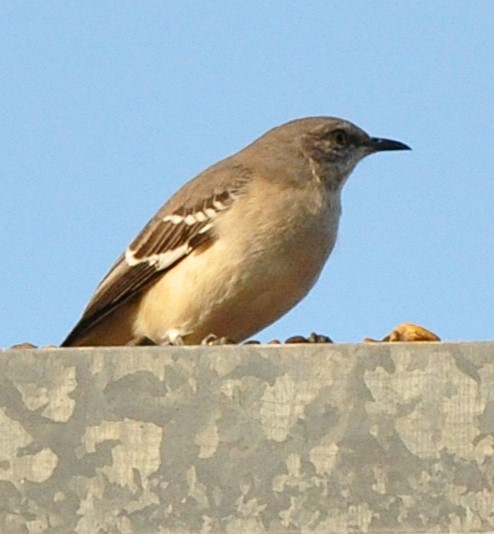 Northern Mockingbird - ML626205628