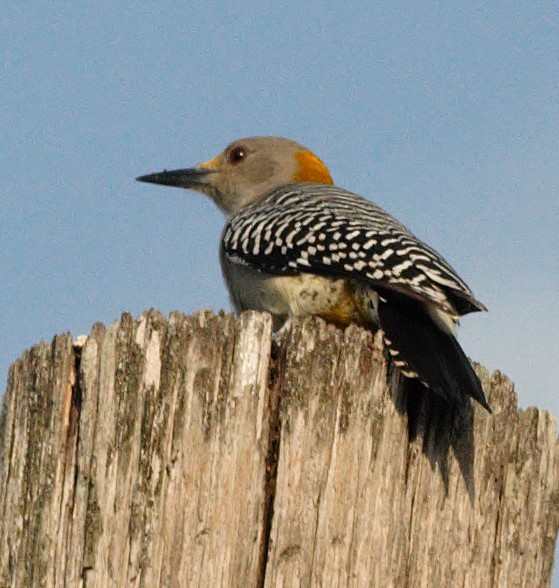 Golden-fronted Woodpecker - ML626205632