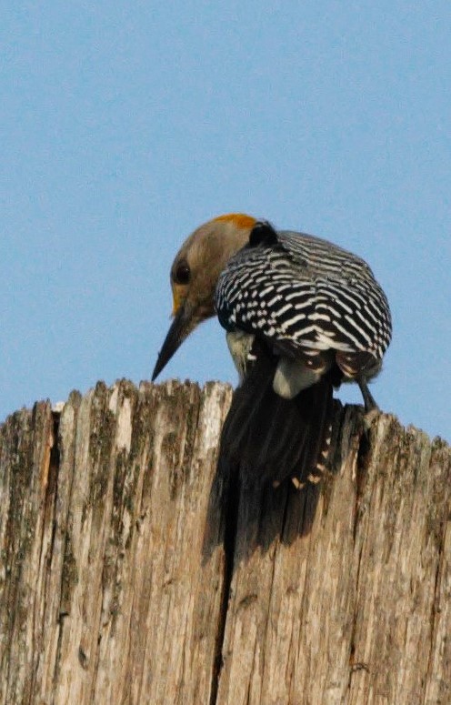 Golden-fronted Woodpecker - ML626205652