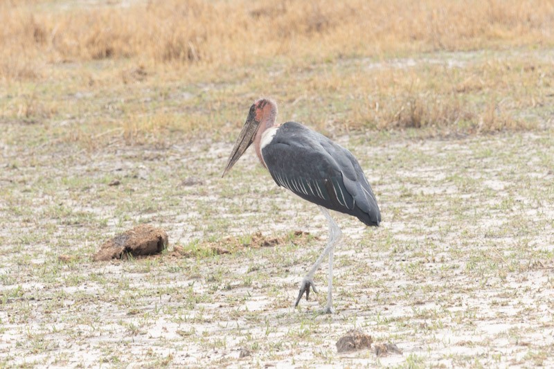 Marabou Stork - ML626205679