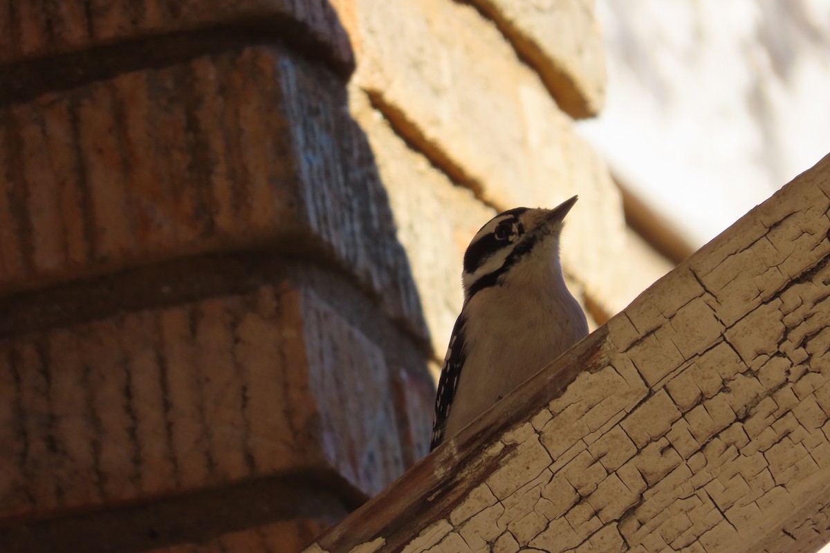 Downy Woodpecker - ML626205711