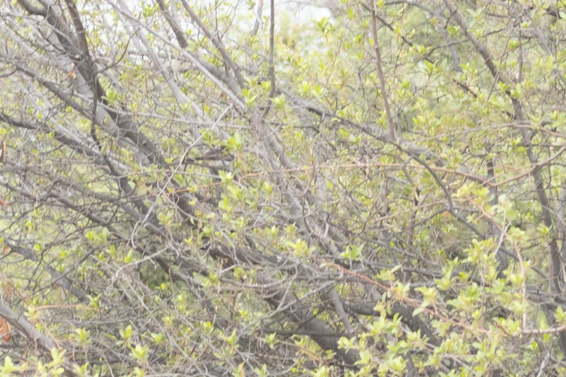 Black-backed Puffback - ML626205765