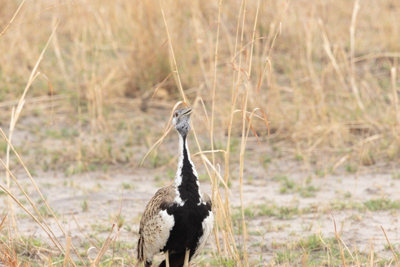 Black-bellied Bustard - ML626205797